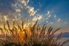 USA, Washington State, Seabeck. Ornamental  grasses at sunset. Art Print